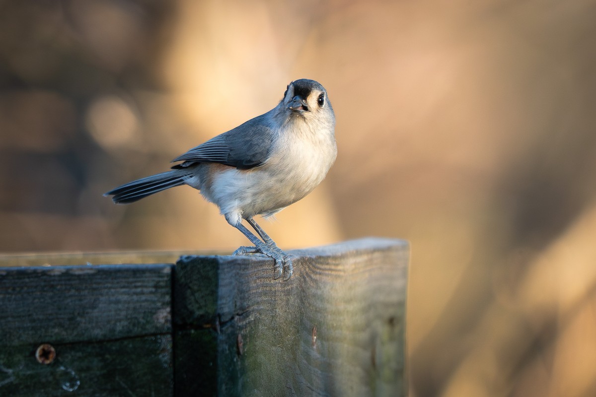 Tufted Titmouse - ML645479880