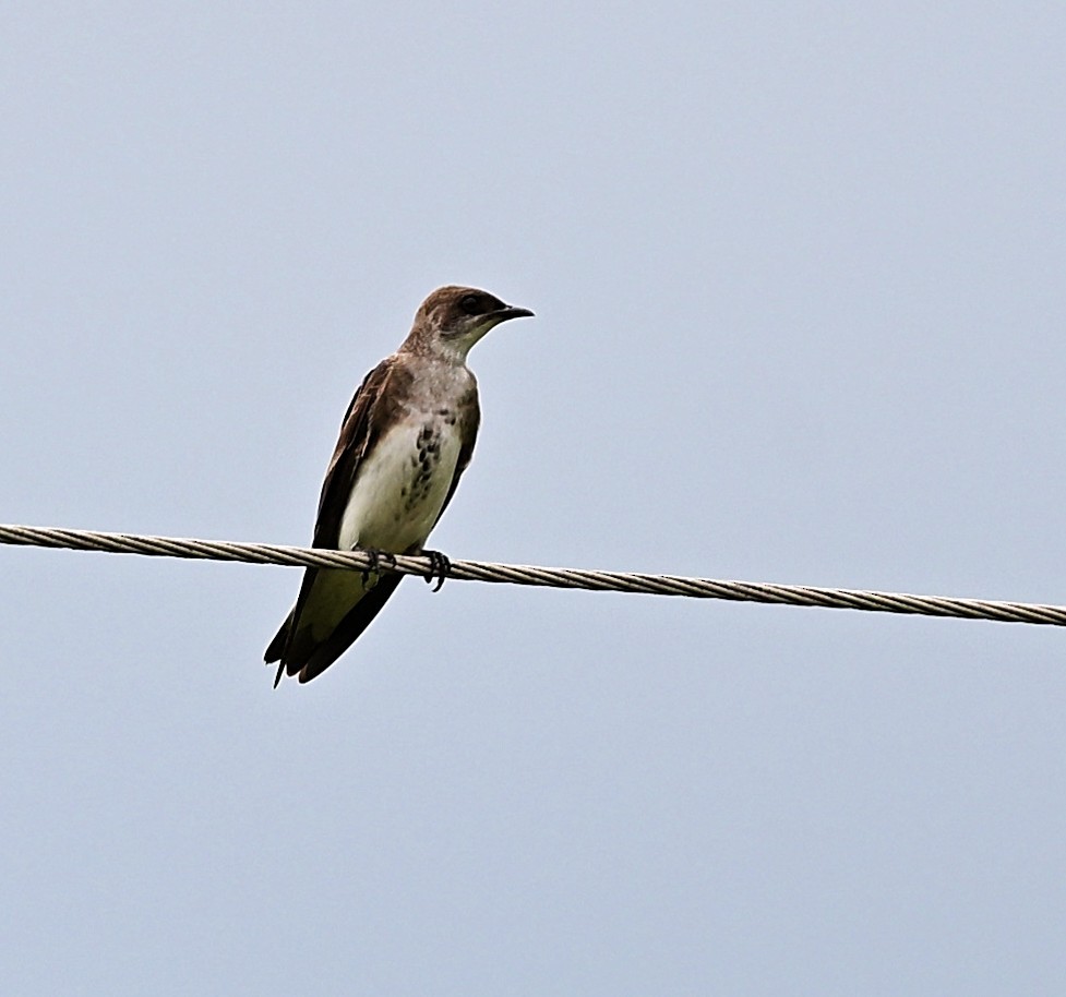 Brown-chested Martin - ML645479881