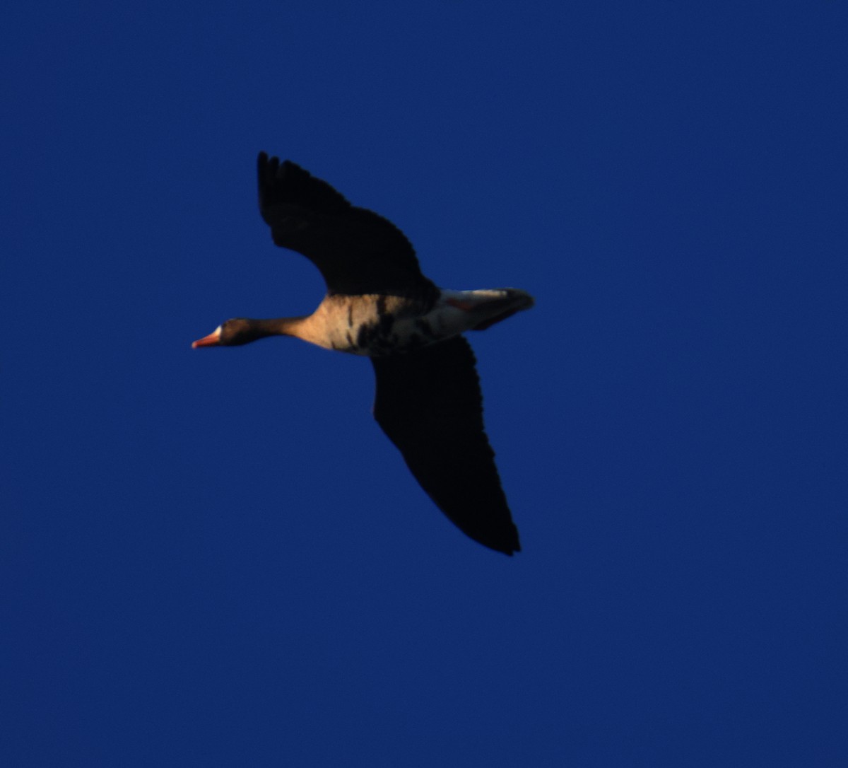 白額雁 - ML645479882