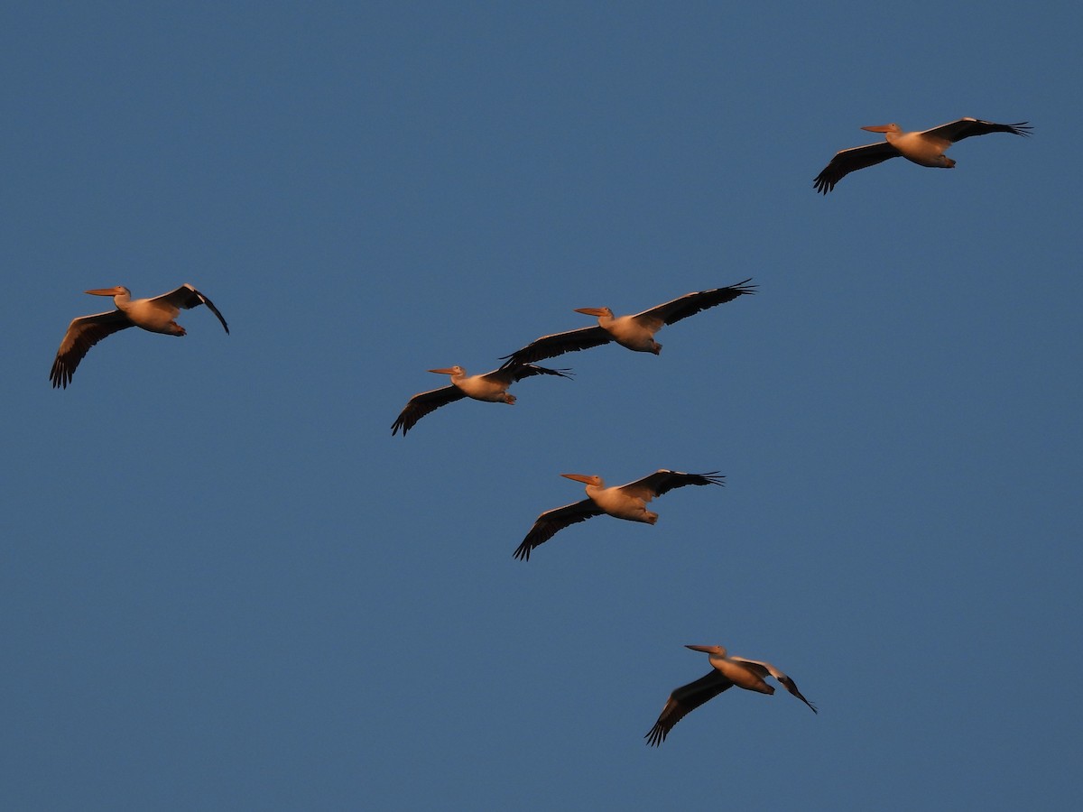 American White Pelican - ML645479883
