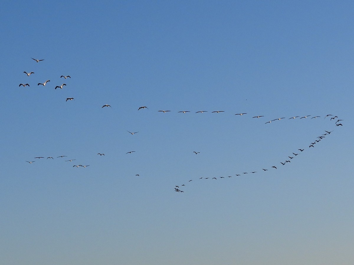 American White Pelican - ML645479884