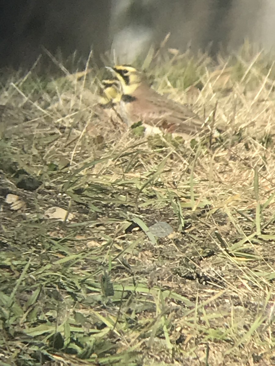 Alondra Cornuda - ML645479886