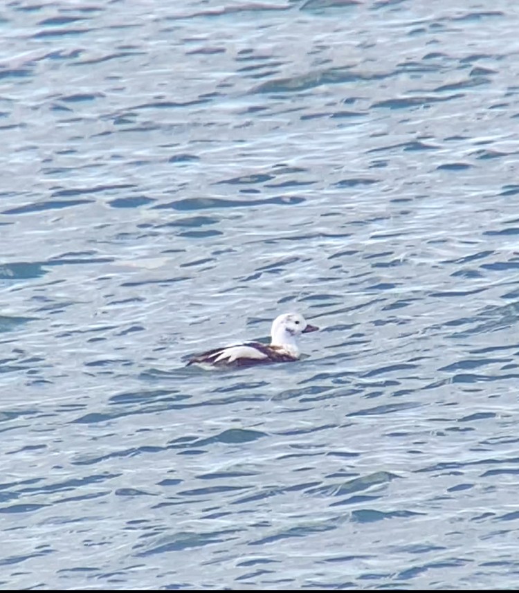 長尾鴨 - ML645479892