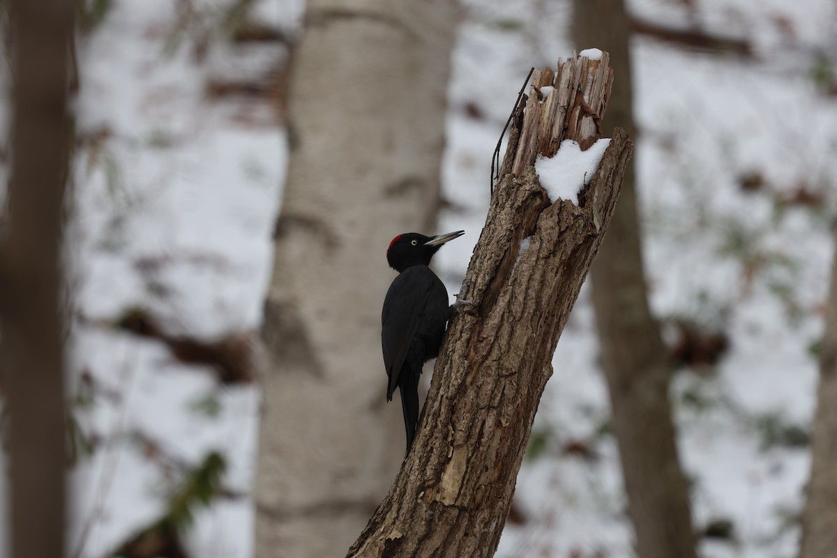 Black Woodpecker - ML645479894