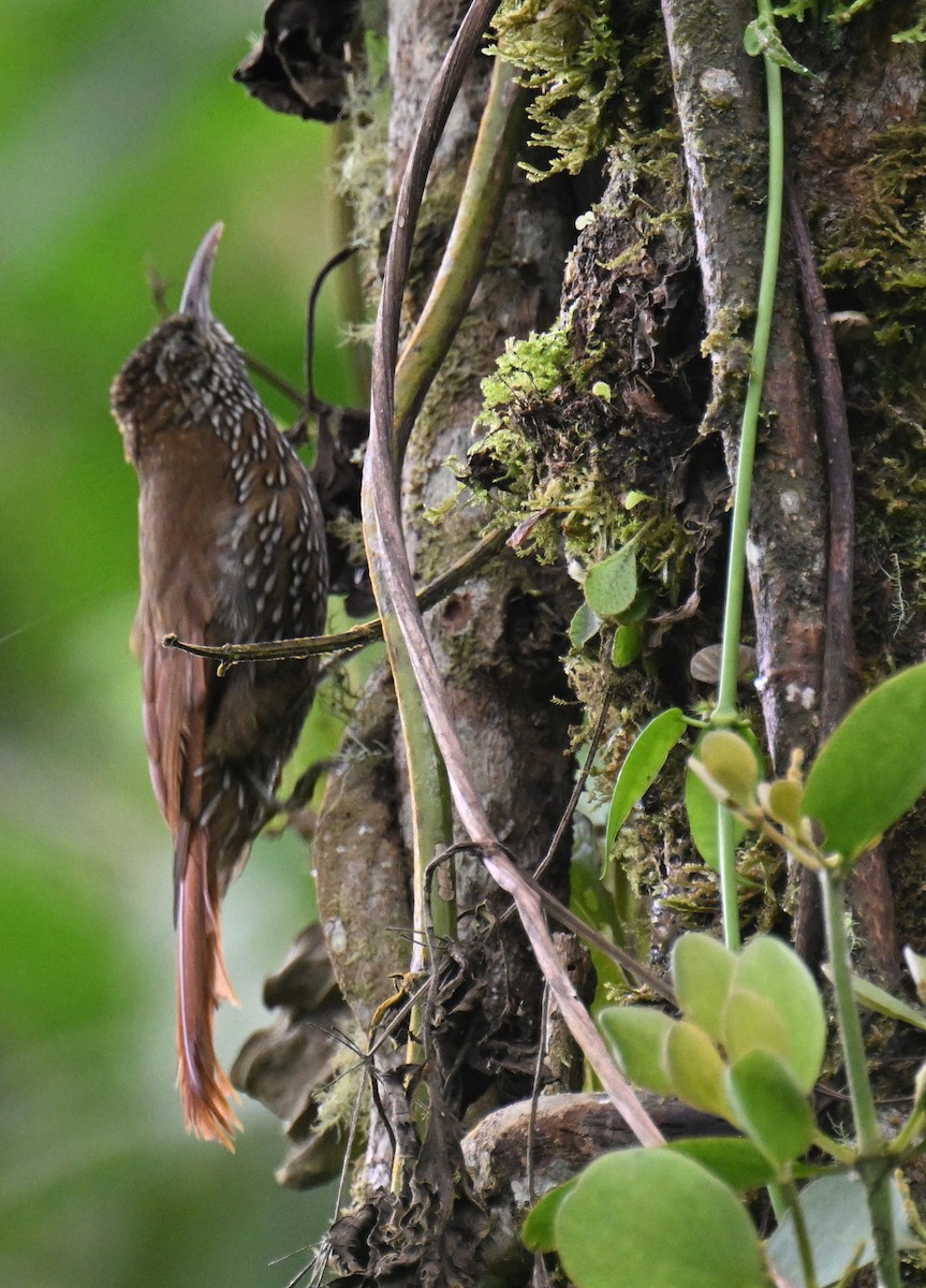 Dağ Tırmaşık - ML645479904