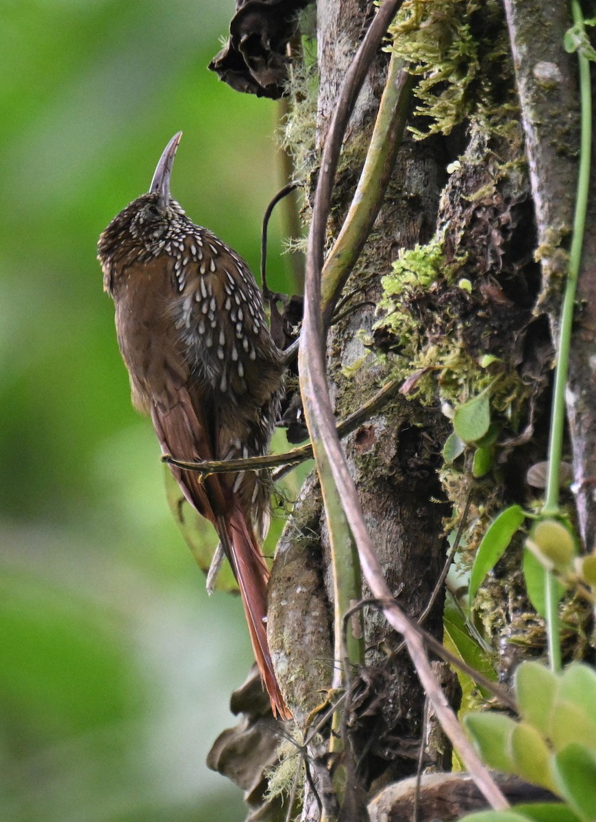 Dağ Tırmaşık - ML645479905