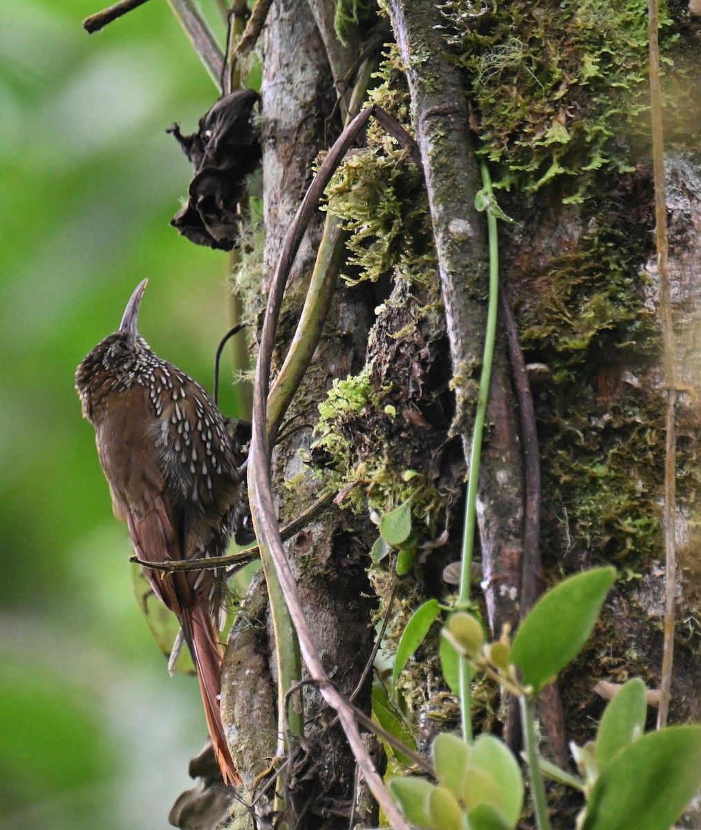 Dağ Tırmaşık - ML645479906
