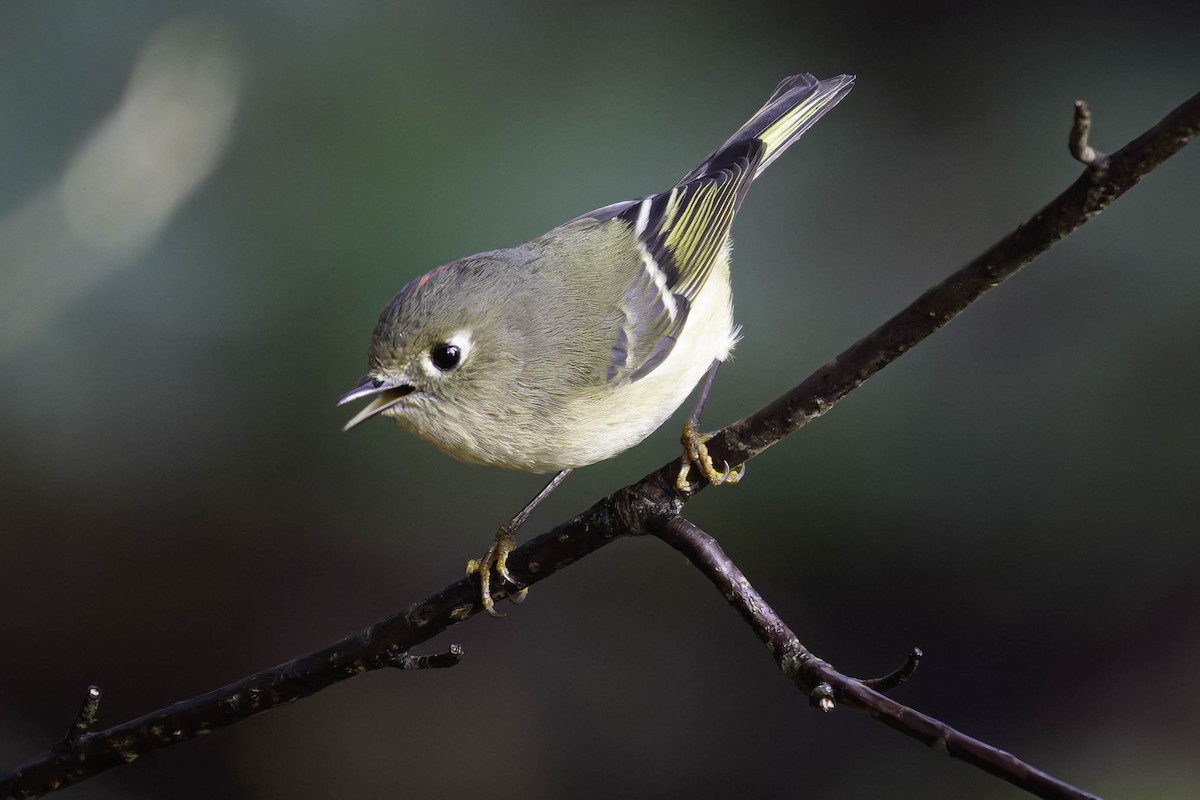 Ruby-crowned Kinglet - ML645479913