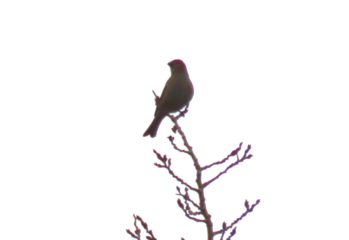 hýl křivčí - ML645479916