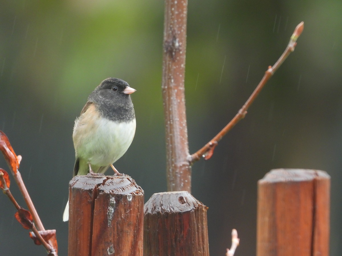 Dark-eyed Junco - ML645479923