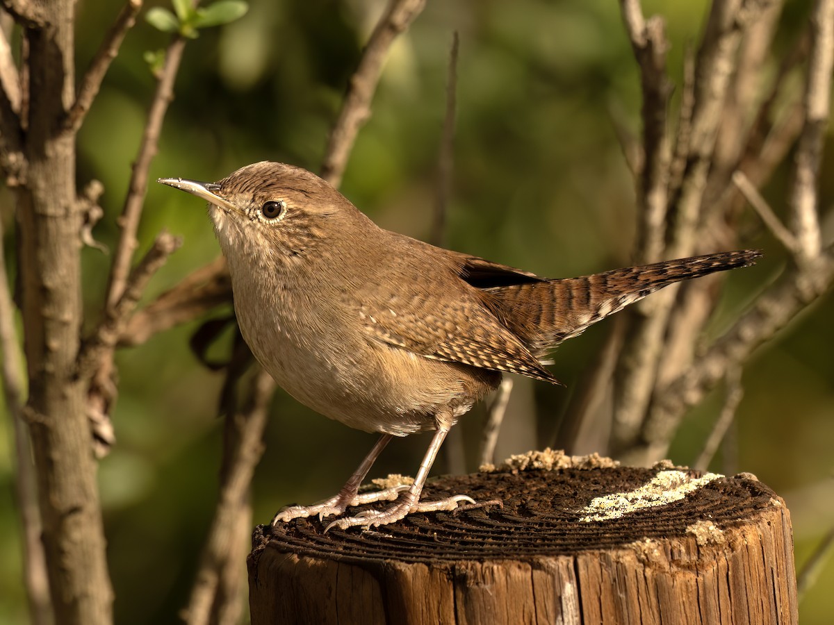 Northern House Wren (Northern) - ML645479926