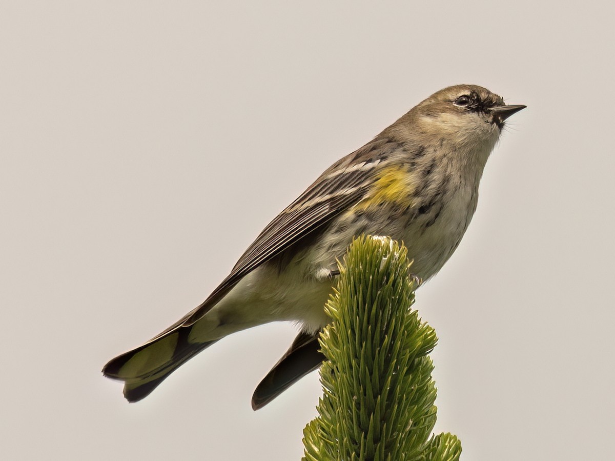 Yellow-rumped Warbler (Myrtle) - ML645479930