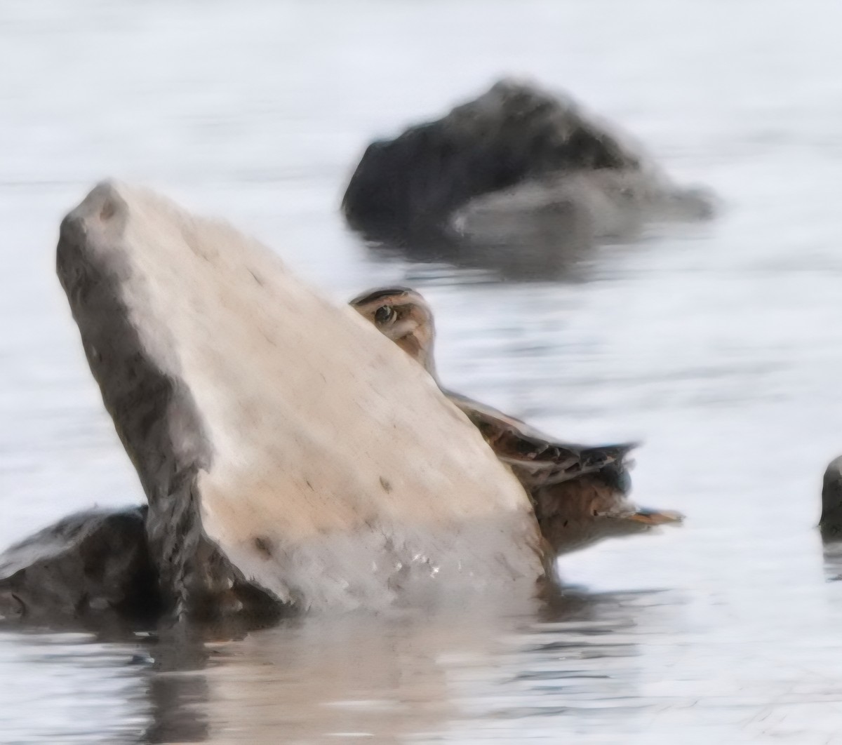 Wilson's Snipe - ML645479932