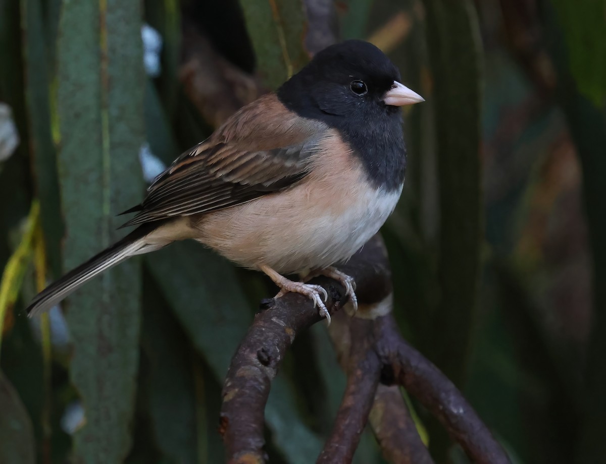 Dark-eyed Junco - ML645479933