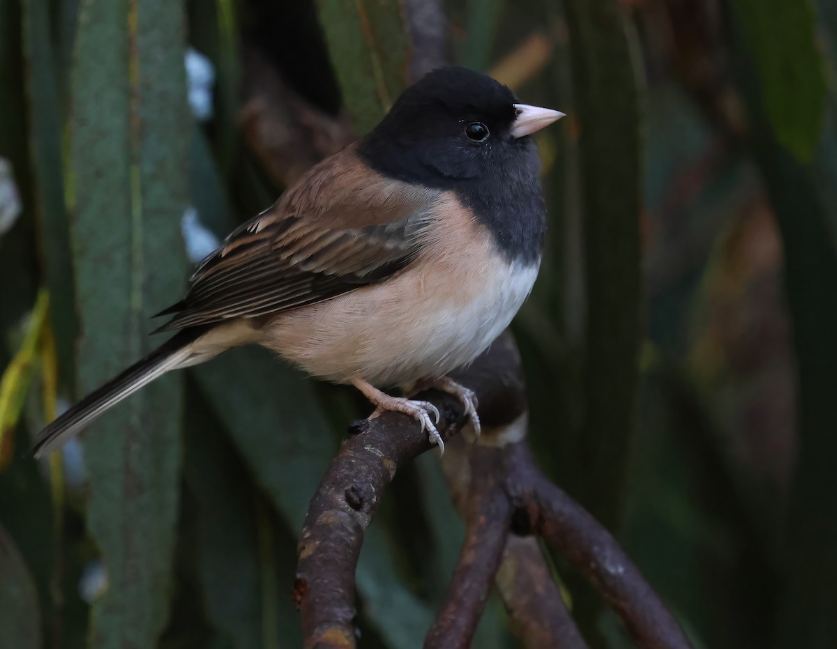 Dark-eyed Junco - ML645479934