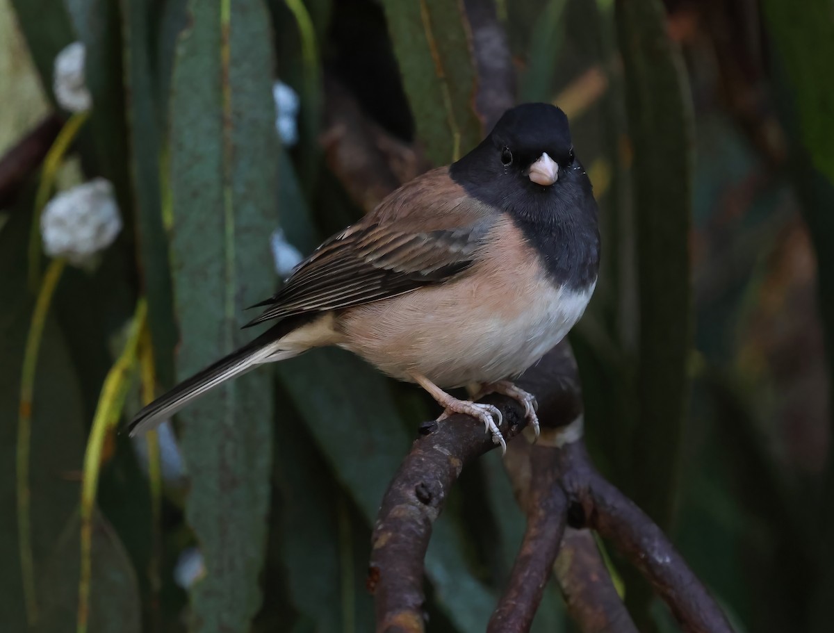 Dark-eyed Junco - ML645479935
