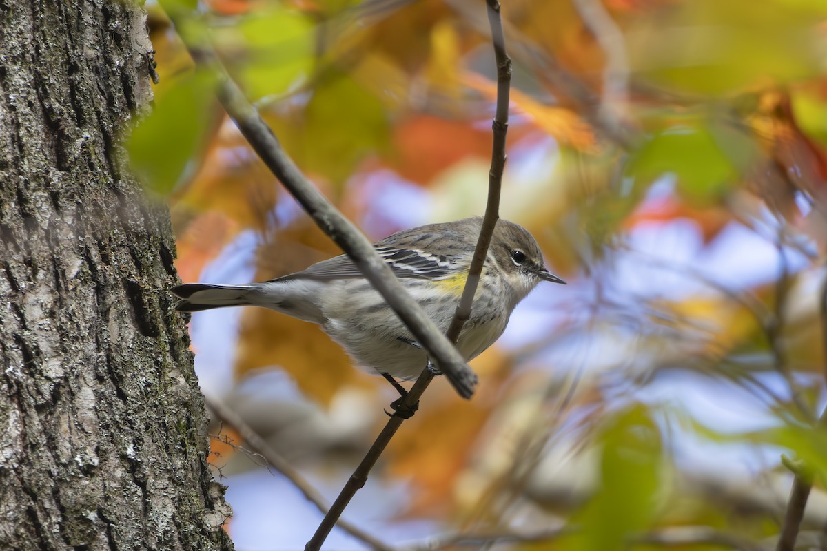 Yellow-rumped Warbler - ML645479940