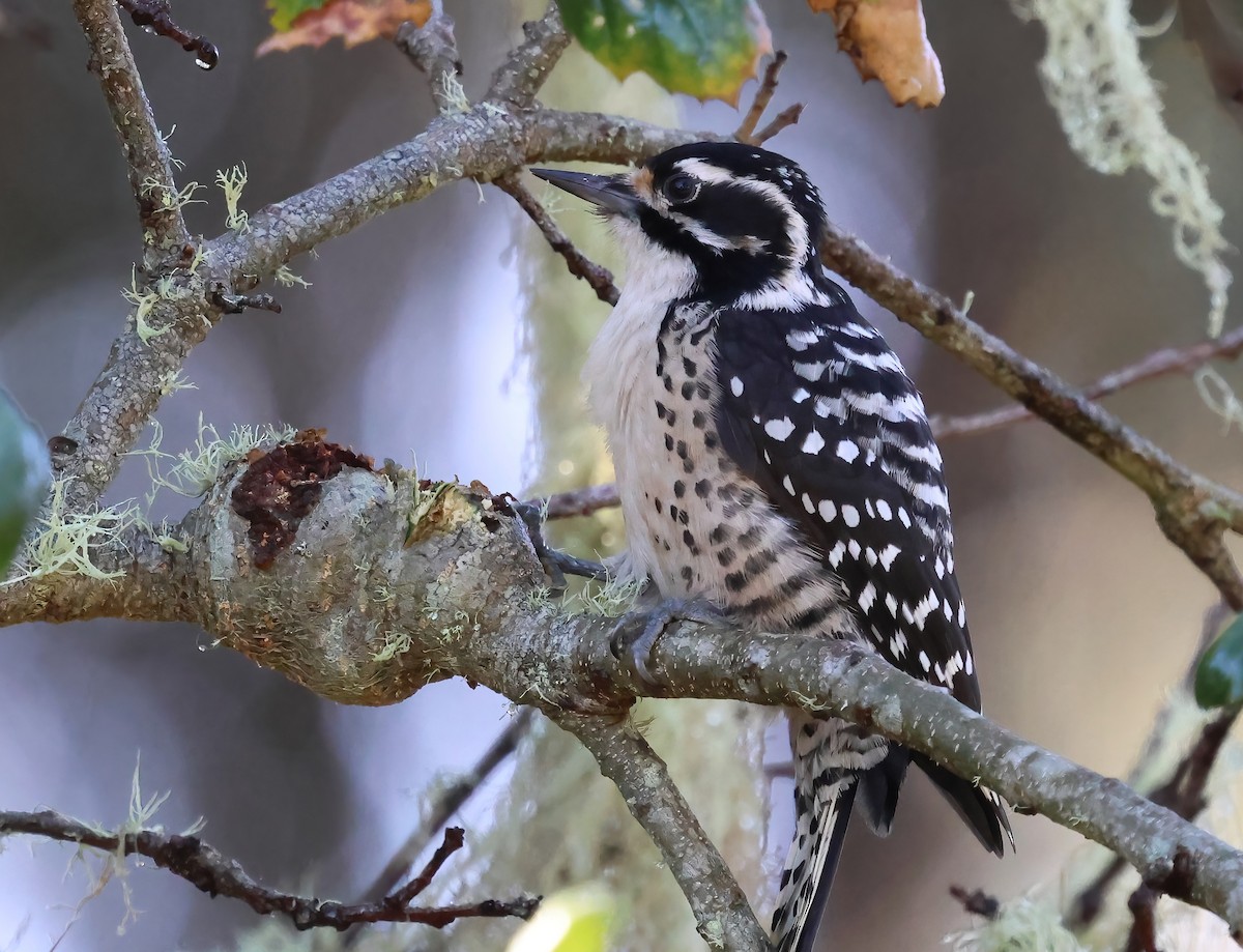 Nuttall's Woodpecker - ML645479944