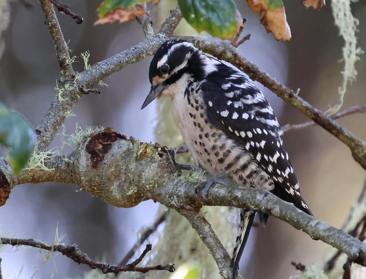 Nuttall's Woodpecker - ML645479945