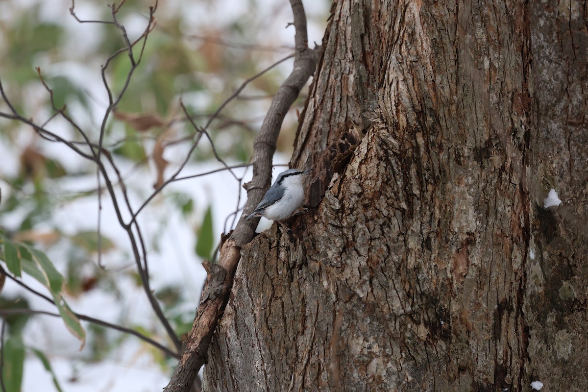 Garrapo eurasiarra - ML645479948