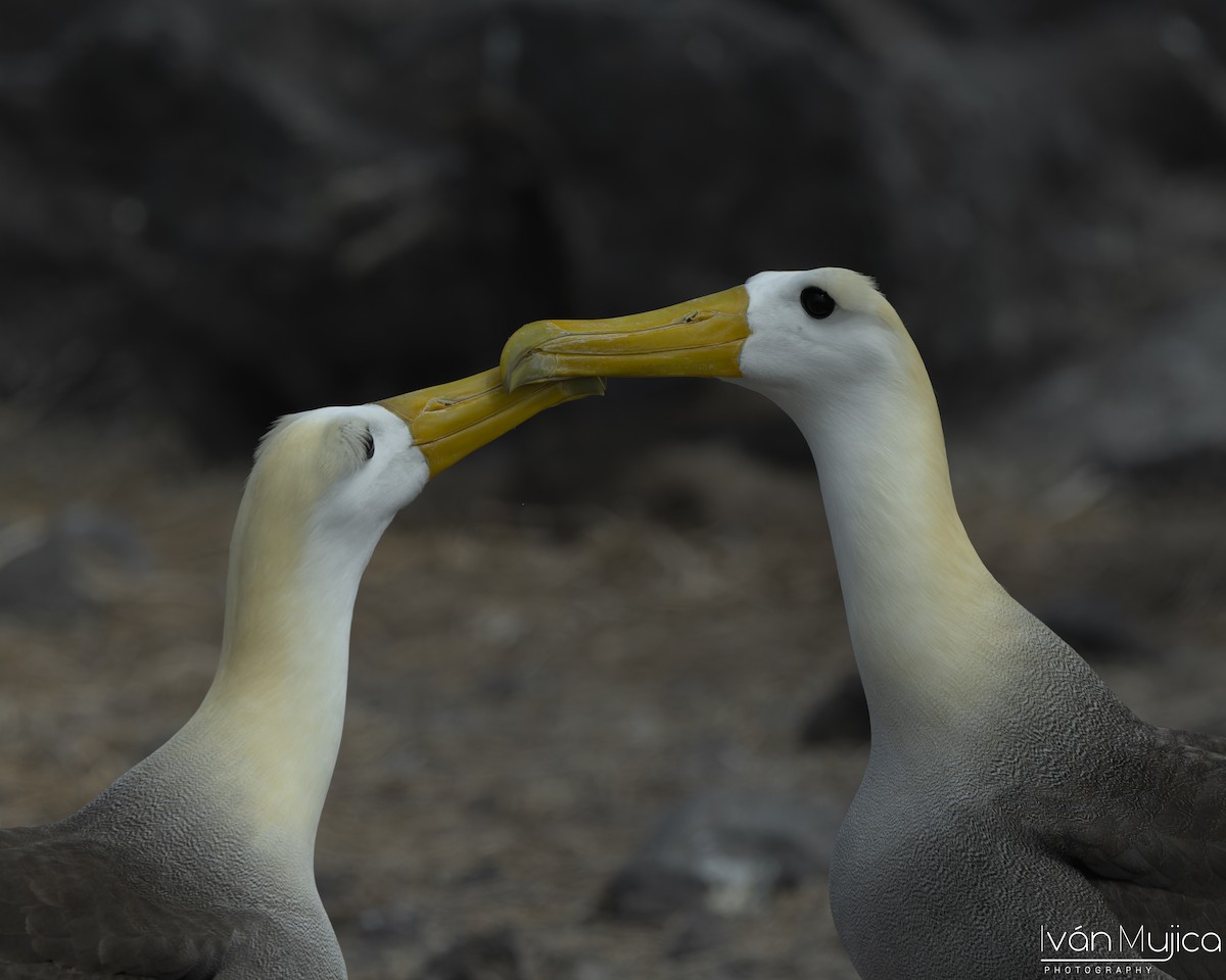 Waved Albatross - ML645479966