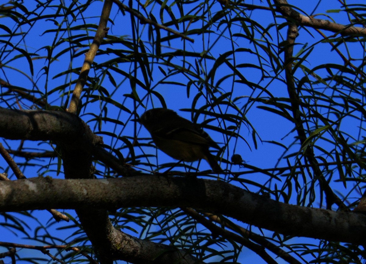 Ruby-crowned Kinglet - ML645479974