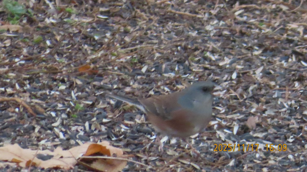 Dark-eyed Junco (Pink-sided) - ML645479975