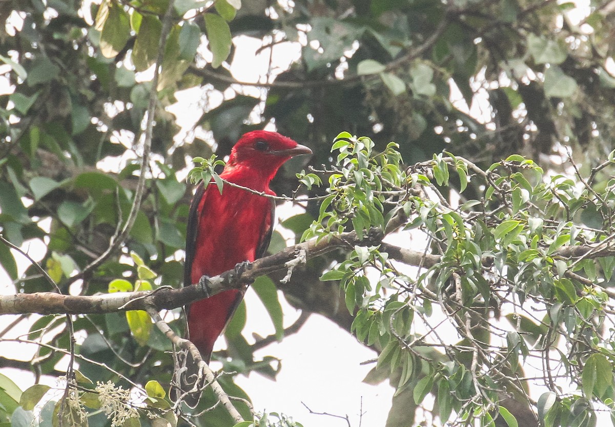 Coracine rouge - ML645480001