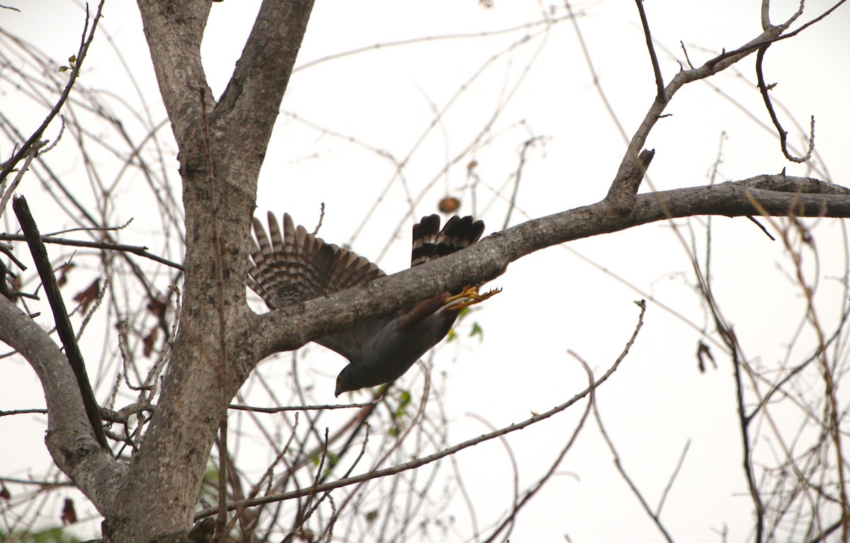 Яструб неотропічний - ML645480002