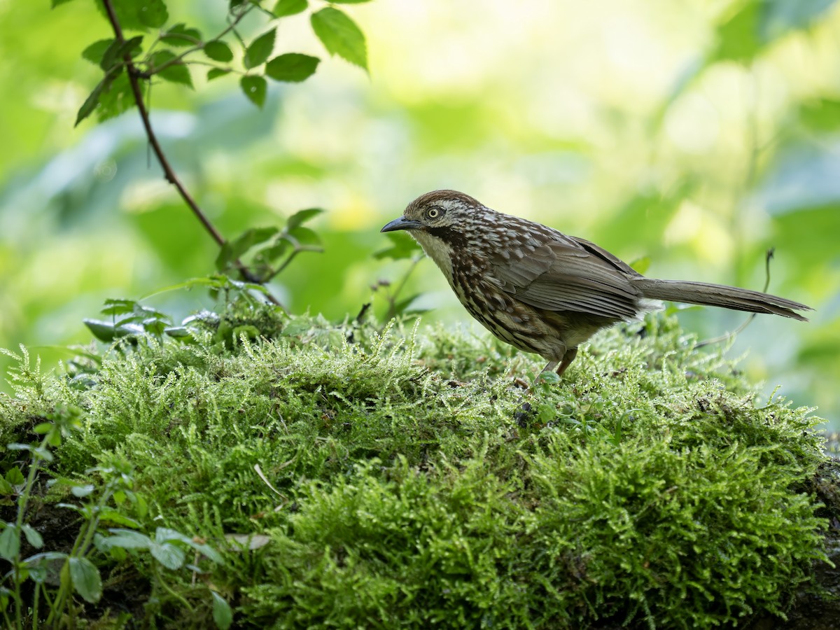 Chinese Babax - ML645480011