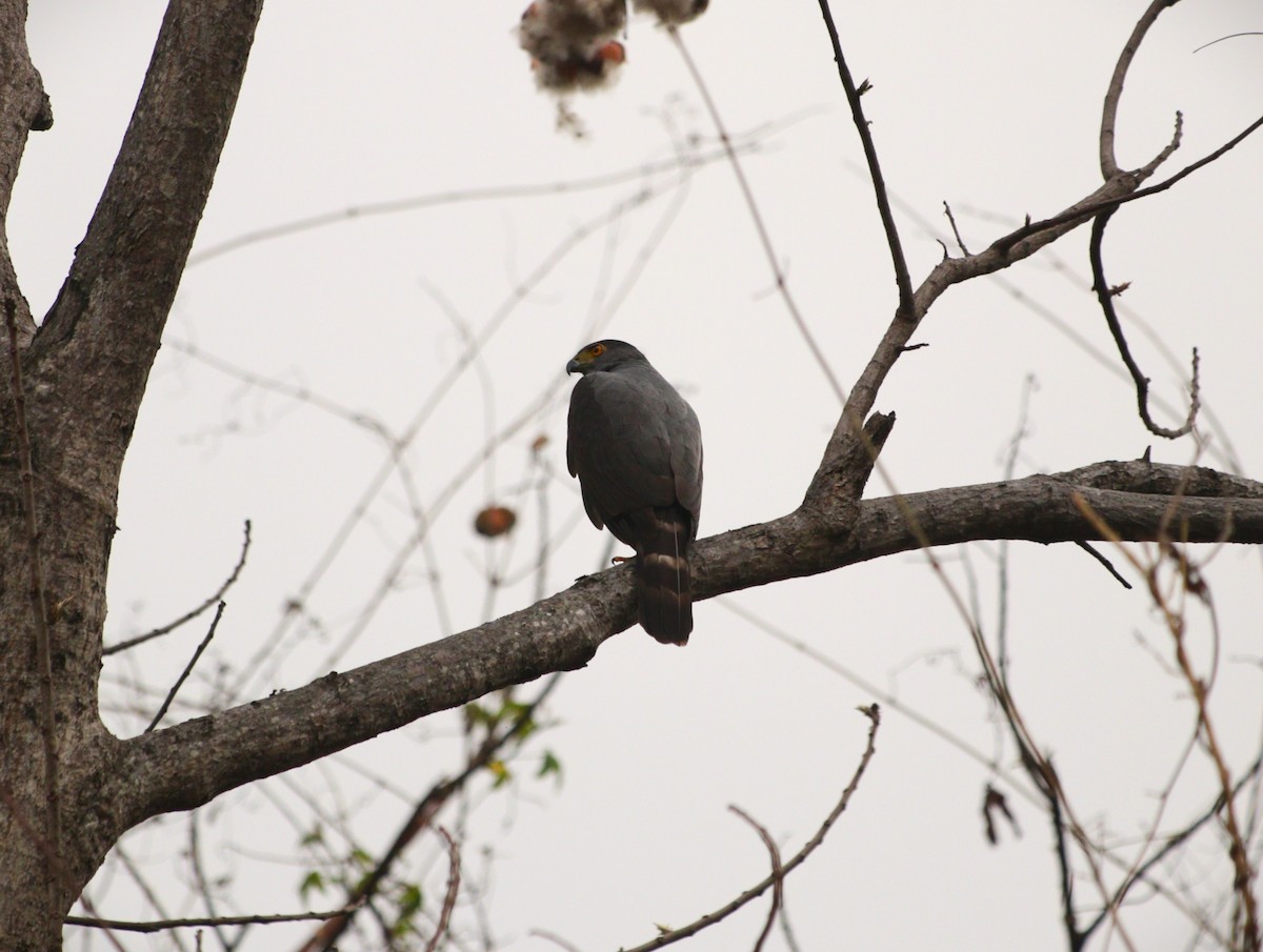 Яструб неотропічний - ML645480014