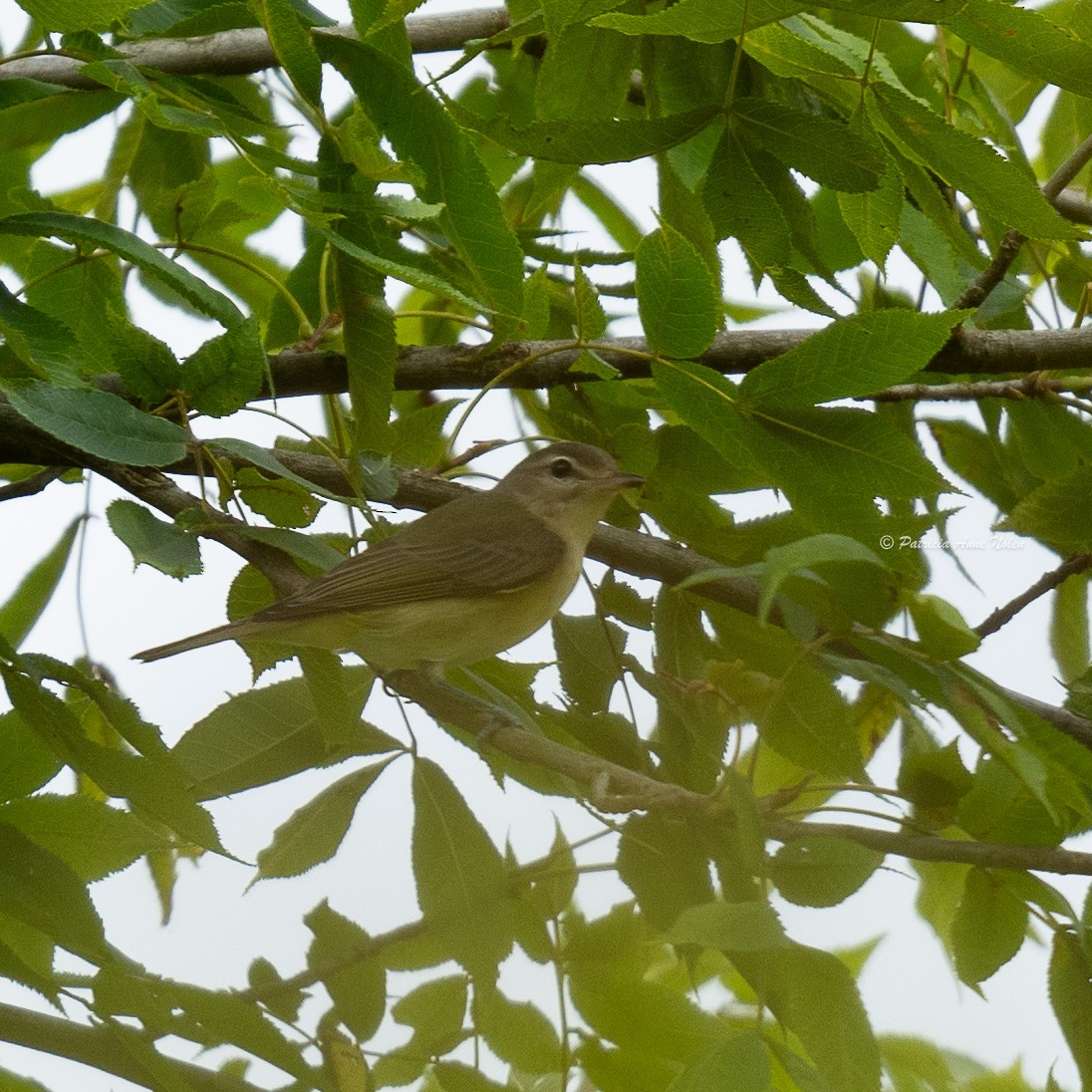 Philadelphia Vireo - ML645480015