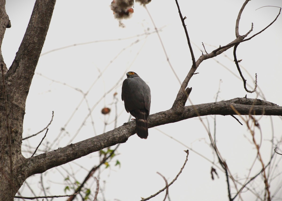 Яструб неотропічний - ML645480019