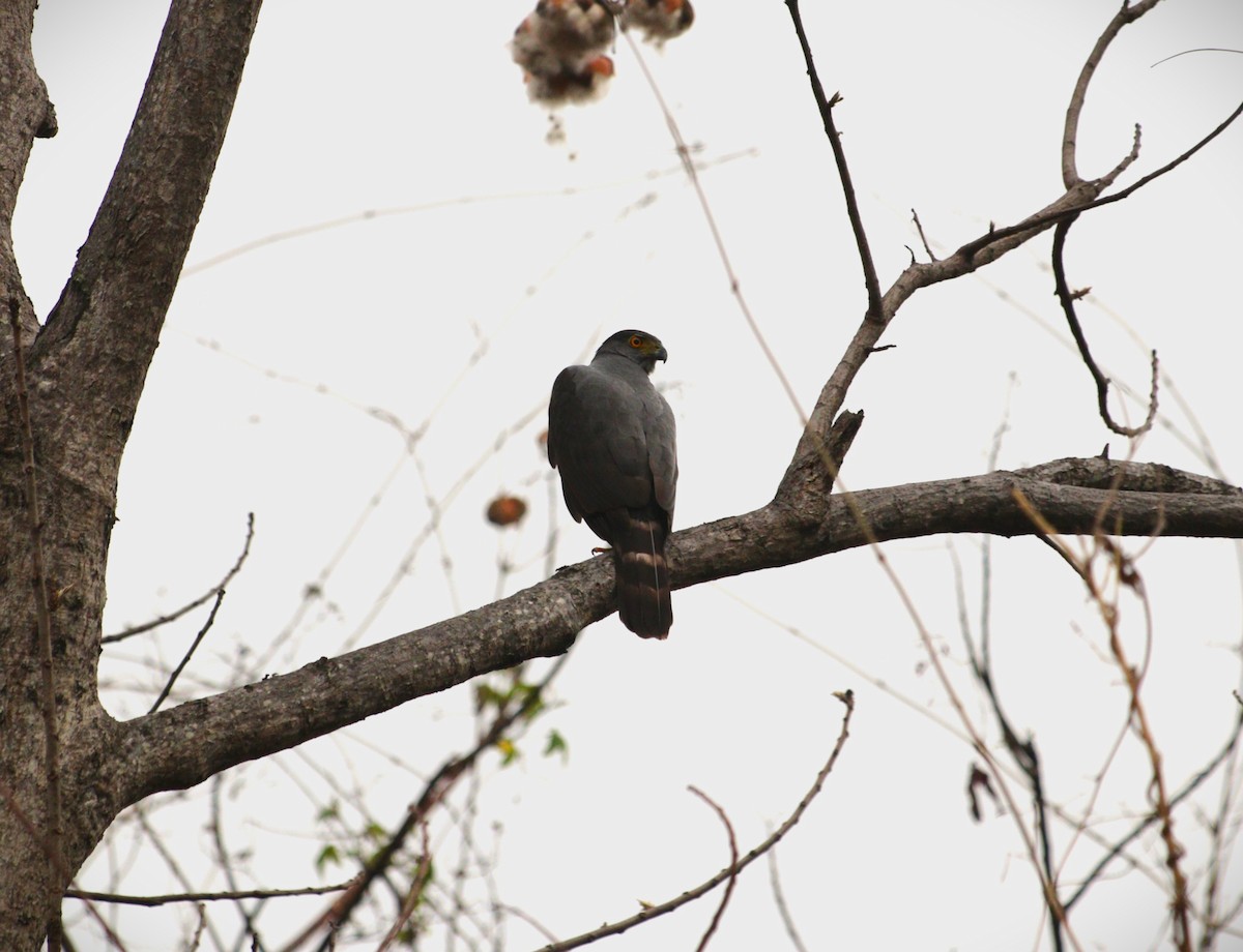 Яструб неотропічний - ML645480030