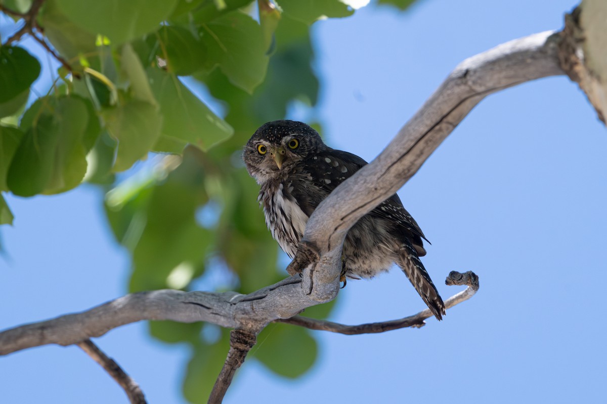 Northern Pygmy-Owl (Rocky Mts.) - ML645480032