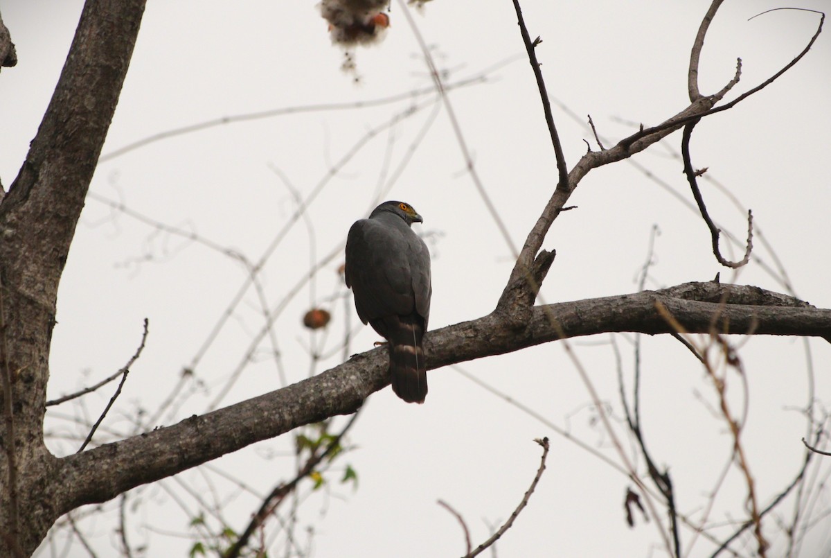 Яструб неотропічний - ML645480035