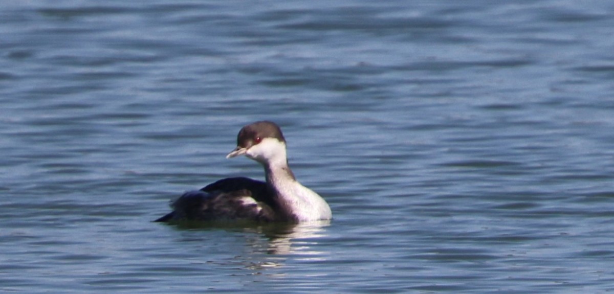 Красношейная поганка - ML645480043