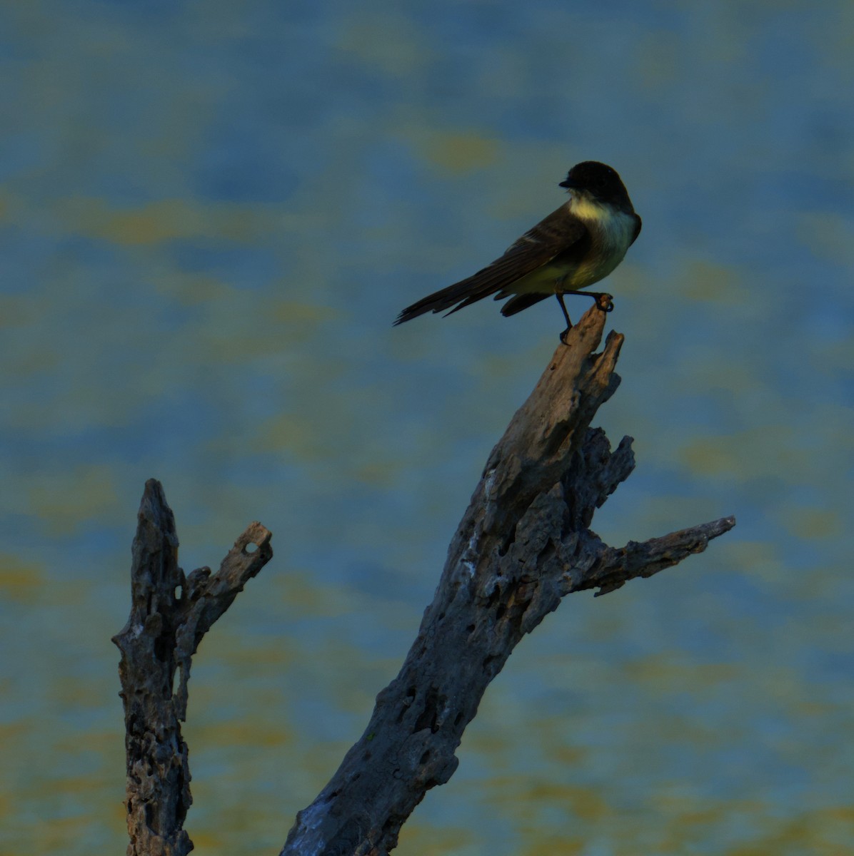 Eastern Phoebe - ML645480045