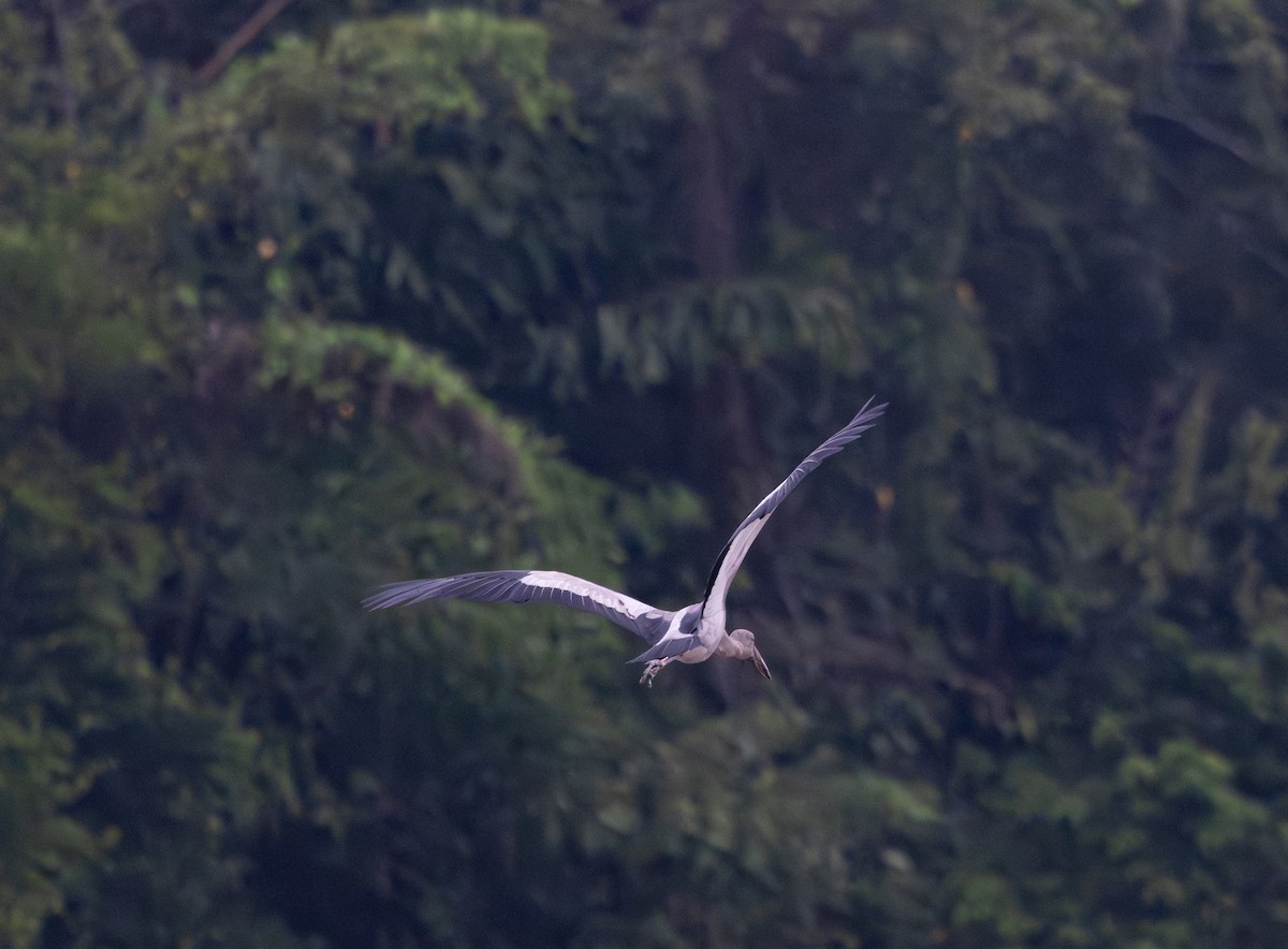 Asian Openbill - ML645480050