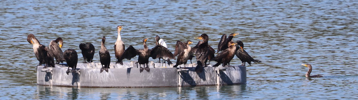 Cormoran à aigrettes - ML645480055