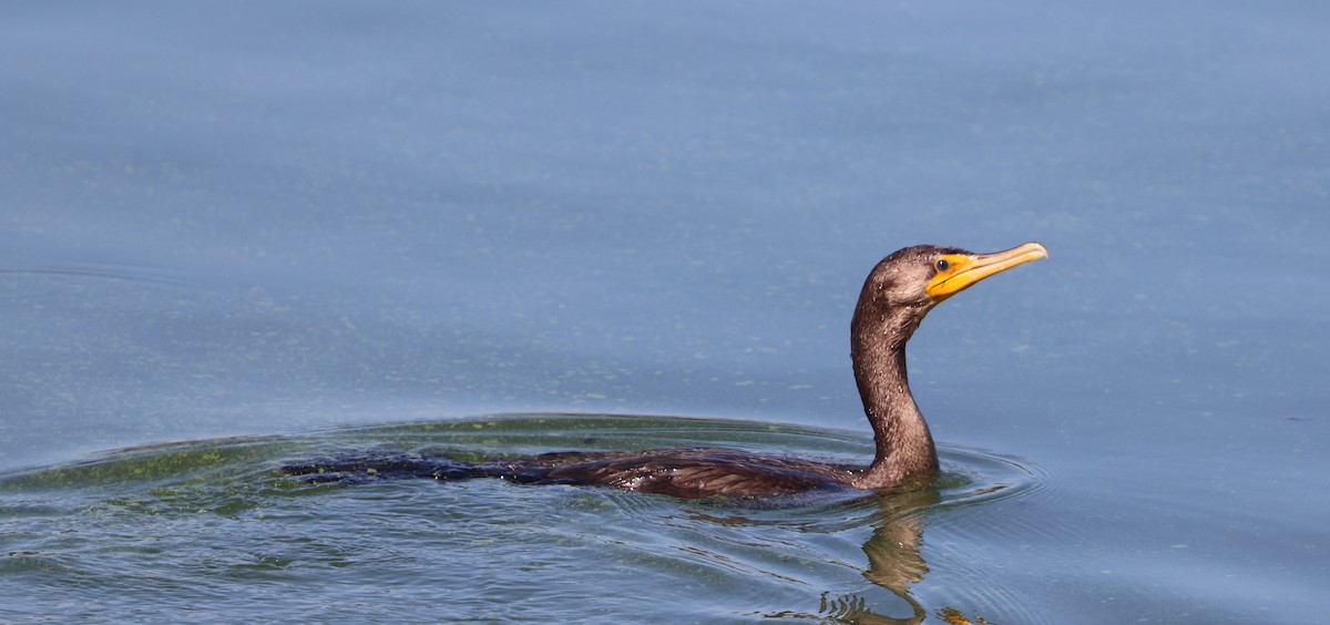 Cormoran à aigrettes - ML645480056