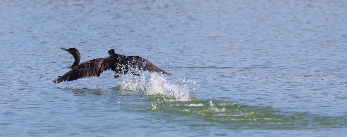 Cormoran à aigrettes - ML645480057