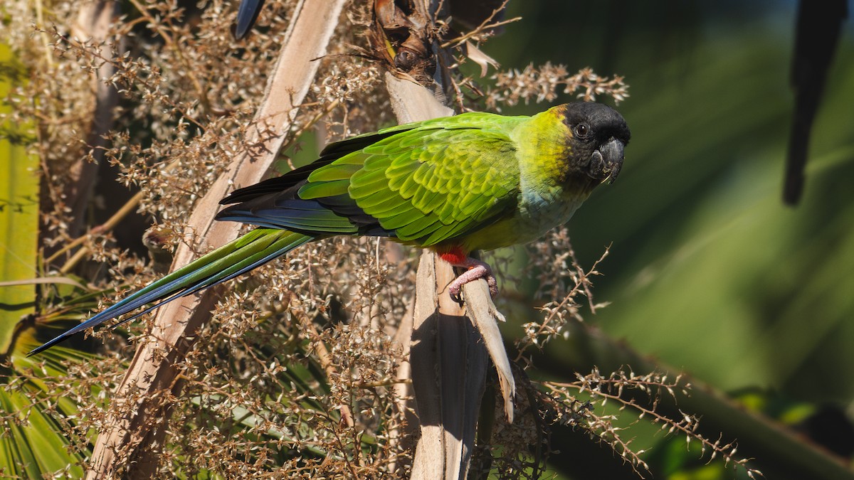 Nanday Parakeet - ML645480060