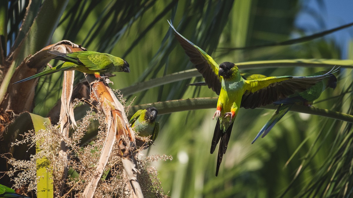 Nanday Parakeet - ML645480061