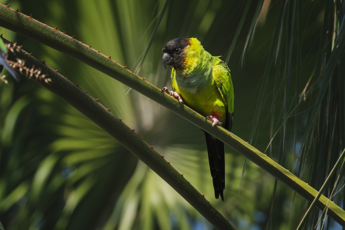 Nanday Parakeet - ML645480062