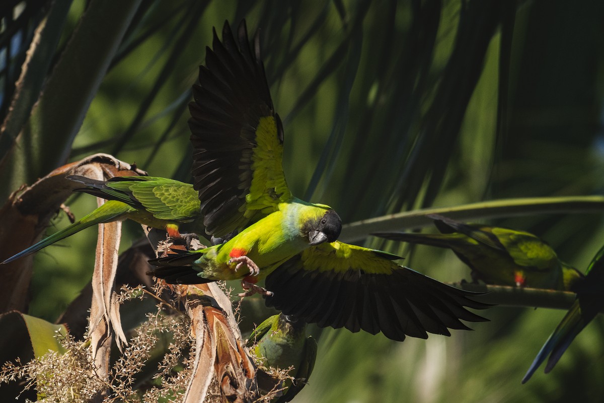 Nanday Parakeet - ML645480064