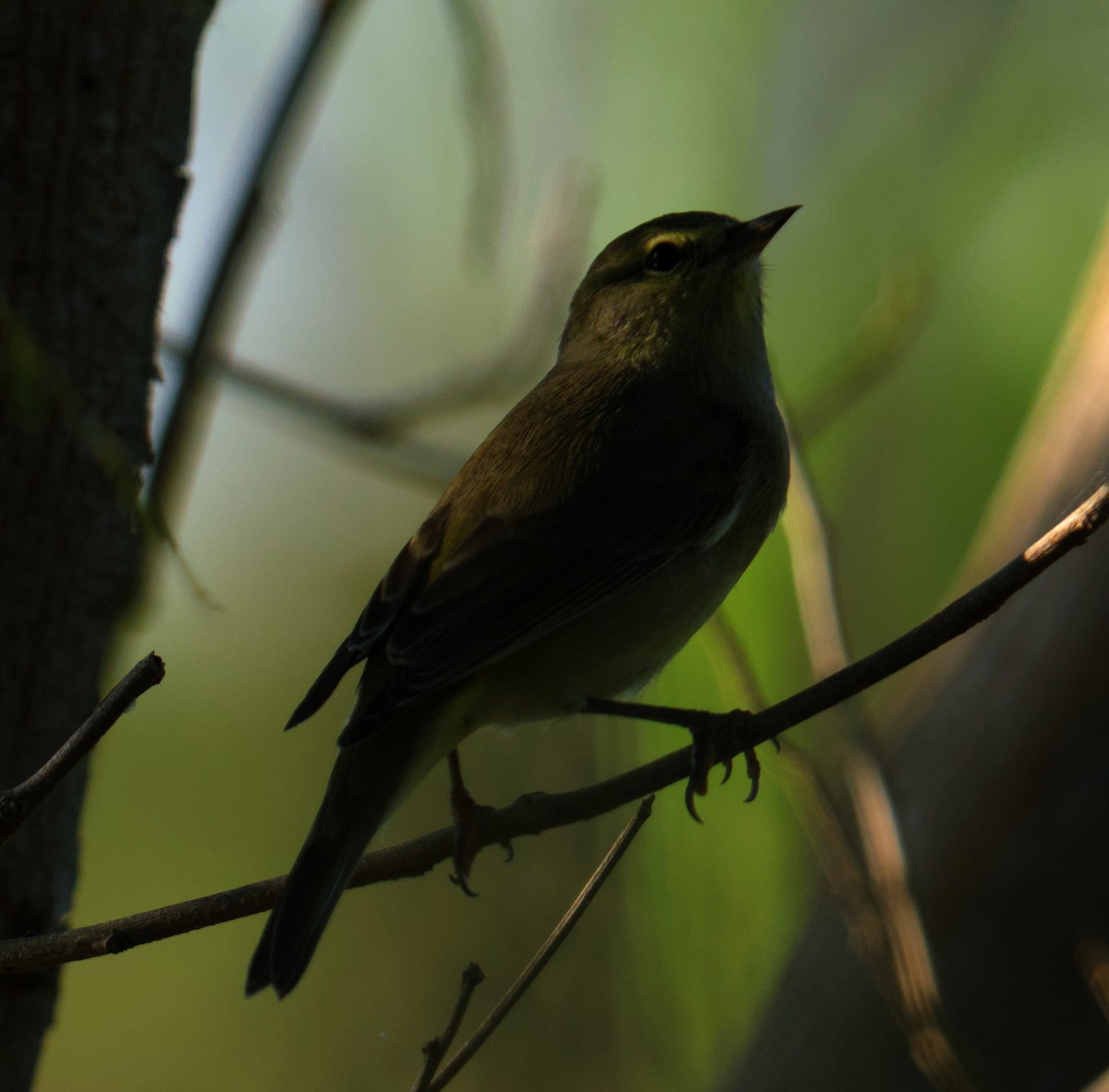 Tennessee Warbler - ML645480102