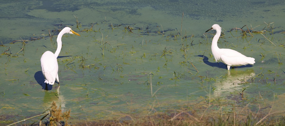 Garceta Grande - ML645480103