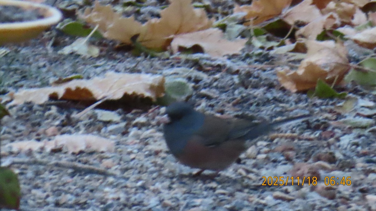 Dark-eyed Junco (Pink-sided) - ML645480105