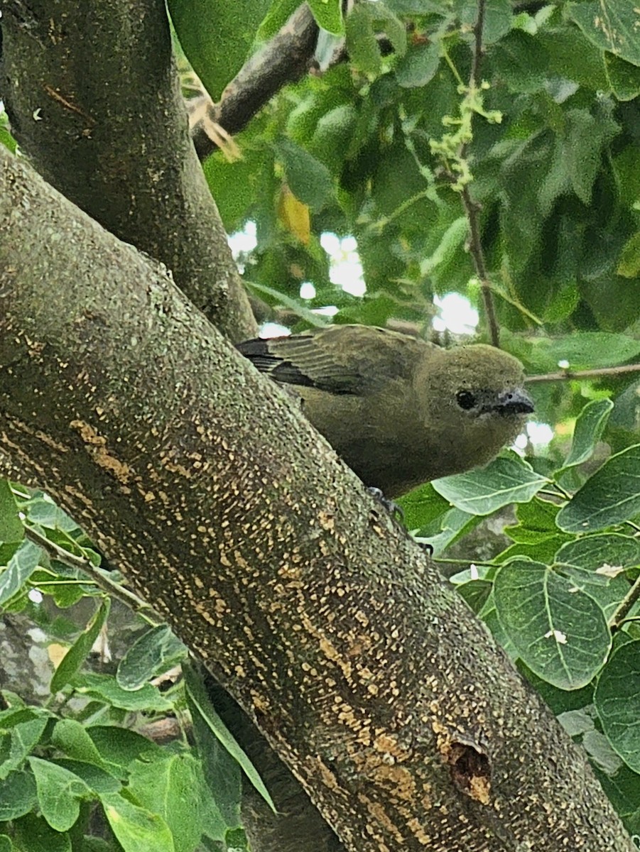 Tangara des palmiers - ML645480108